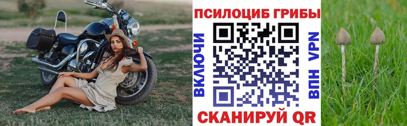 Псилоцибиновые грибы Psilocybine cubensis  Купить закладки  Асино 